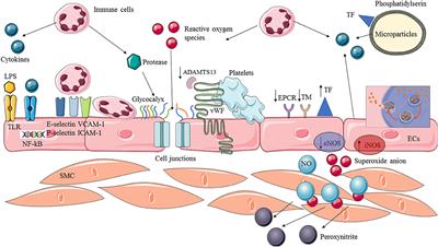 Endothelial Activation and Microcirculatory Disorders in Sepsis